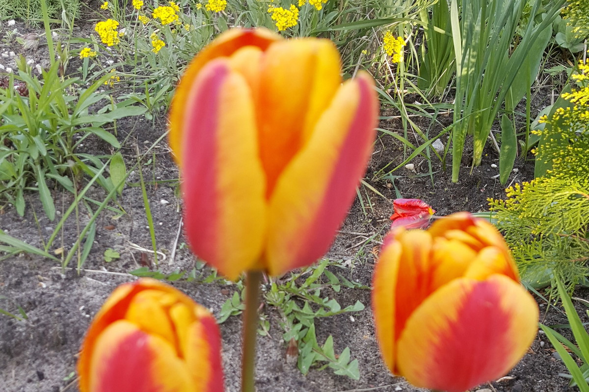tulipany
