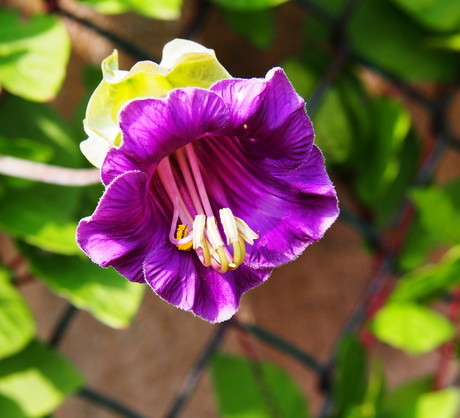 Urodę kobei (Cobaea) zachowamy, przeglądając roślinę raz na dwa tygodnie w poszukiwaniu oznak porażeń grzybowych lub ataku szkodników. (zdj.: Adobe Stock)