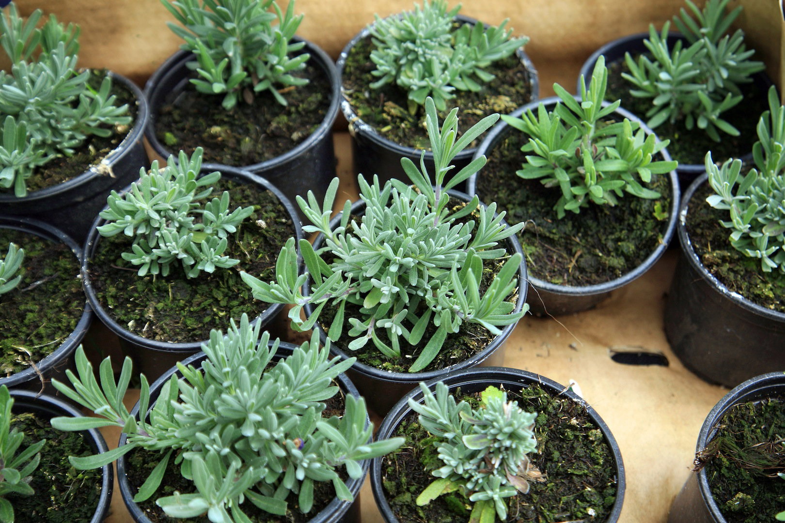 Urody kwitnienia lawendy nie trzeba nikomu reklamować - sadzonki wyglądają w prawdzie niepozornie, wyrosną z nich jednak spore krzewy o mnogich, fioletowych kwiatach. (zdj.: Adobe Stock)