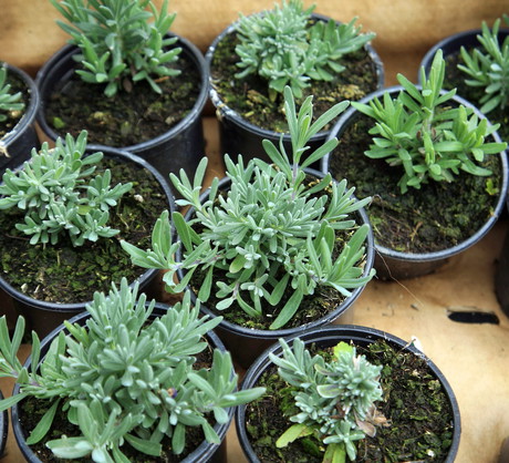 Urody kwitnienia lawendy nie trzeba nikomu reklamować - sadzonki wyglądają w prawdzie niepozornie, wyrosną z nich jednak spore krzewy o mnogich, fioletowych kwiatach. (zdj.: Adobe Stock)