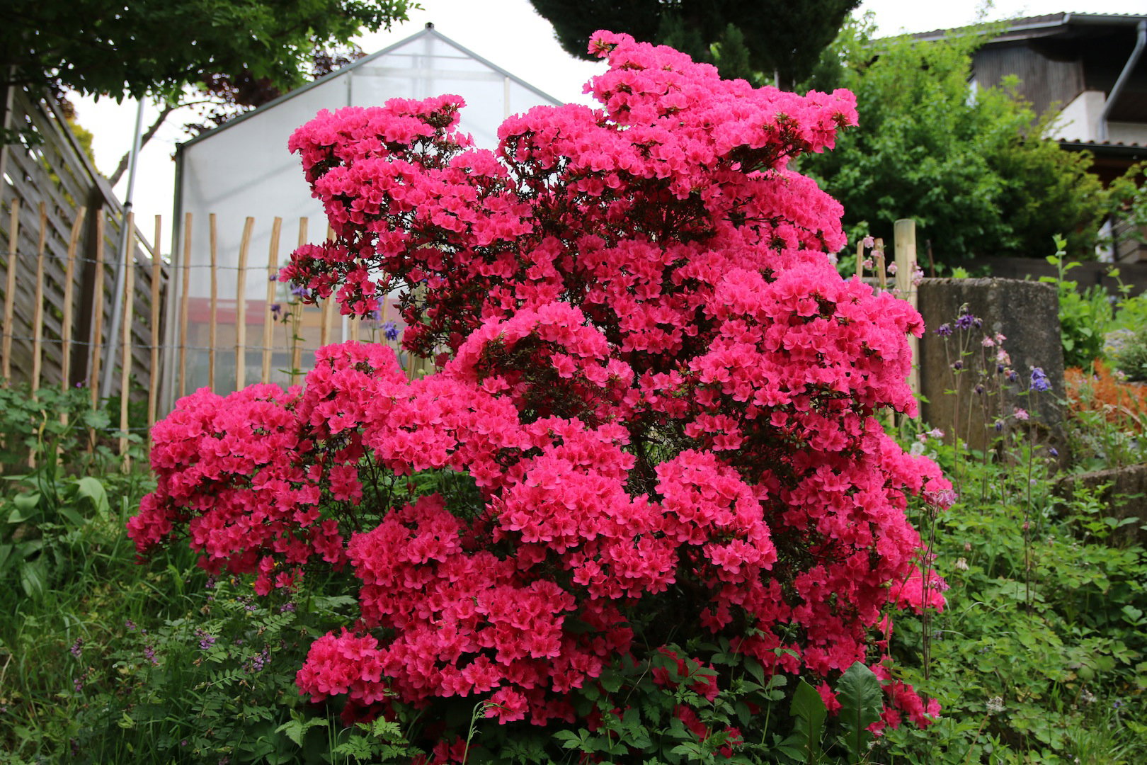 Uzyskanie osiągającej nawet do 2,5 metra azalii japońskiej (rhododendron japonicum) jest wieloletnim przedsięwzięciem, wymagającym dbania o zachowanie odpowiedniego odczynu gleby i regularne podlewanie w momencie największego wzrostu rośliny. (zdj.: Adobe