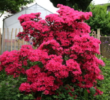 Uzyskanie osiągającej nawet do 2,5 metra azalii japońskiej (rhododendron japonicum) jest wieloletnim przedsięwzięciem, wymagającym dbania o zachowanie odpowiedniego odczynu gleby i regularne podlewanie w momencie największego wzrostu rośliny. (zdj.: Adobe