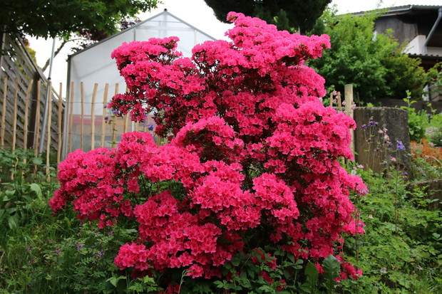Uzyskanie osiągającej nawet do 2,5 metra azalii japońskiej (rhododendron japonicum) jest wieloletnim przedsięwzięciem, wymagającym dbania o zachowanie odpowiedniego odczynu gleby i regularne podlewanie w momencie największego wzrostu rośliny. (zdj.: Adobe
