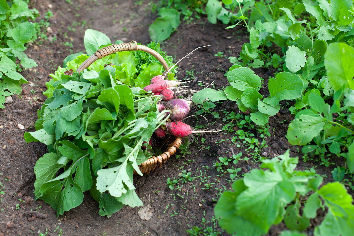 W naszym klimacie, pod przykryciem chroniącym przed lutowymi przymrozkami, świetnie odnajdą się dwie odmiany rzodkiewki - 'Cherry Belle' oraz 'Krakowianka' (zdj.: Adobe Stock)