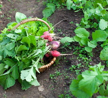W naszym klimacie, pod przykryciem chroniącym przed lutowymi przymrozkami, świetnie odnajdą się dwie odmiany rzodkiewki - 'Cherry Belle' oraz 'Krakowianka' (zdj.: Adobe Stock)