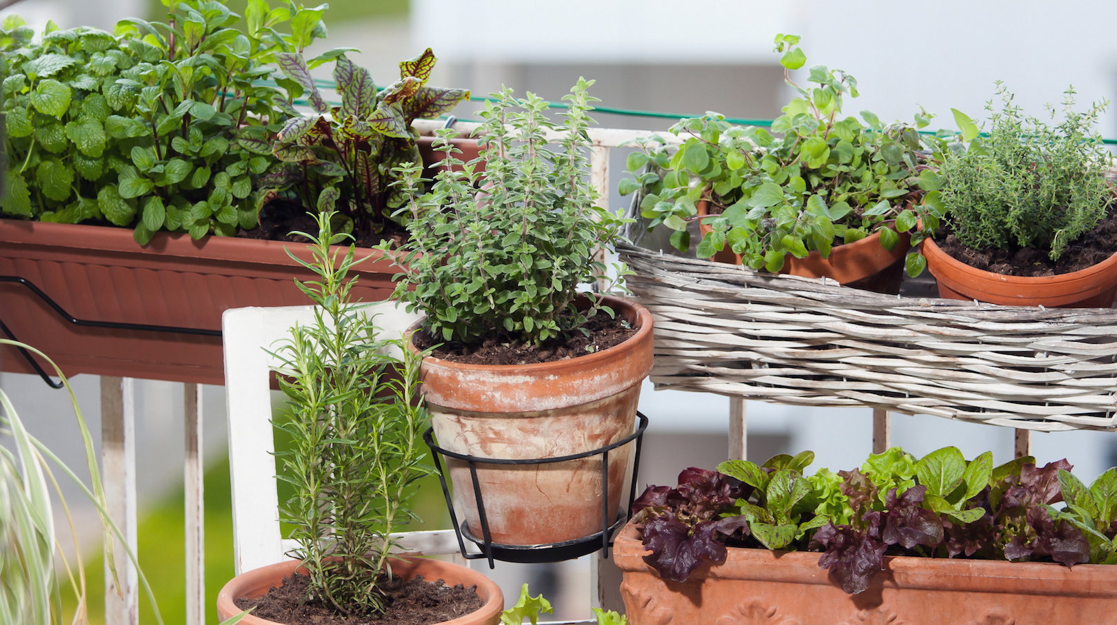 W podręcznym niezbędniku kucharza nie może zabraknąć m.in. bazylii, tymianku, mięty czy rozmarynu. (zdj.: Adobe Stock)