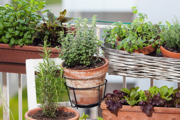 W podręcznym niezbędniku kucharza nie może zabraknąć m.in. bazylii, tymianku, mięty czy rozmarynu. (zdj.: Adobe Stock)