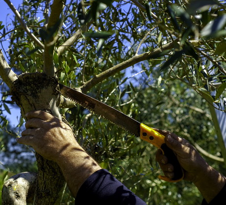 W przypadku drzew mocniej przycinanych w poprzednich latach, dbamy głównie, by nowe pędy (wilki) nie zaburzały rozwoju korony. (zdj.: Adobe Stock)