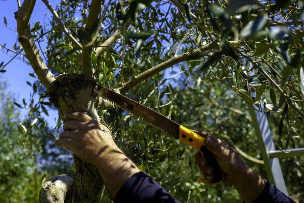 W przypadku drzew mocniej przycinanych w poprzednich latach, dbamy głównie, by nowe pędy (wilki) nie zaburzały rozwoju korony. (zdj.: Adobe Stock)