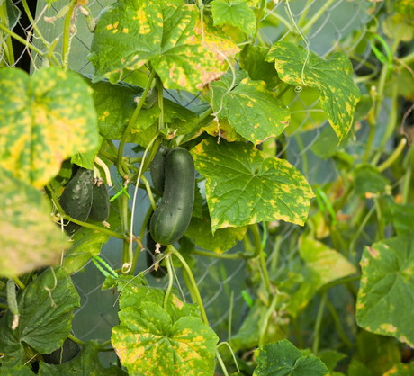 W skrajnych przypadkach, rdza może zaatakować również owoce - wtedy należy pozbyć się ich w podobny sposób, co porażonych liści. (zdj.: Adobe Stock)