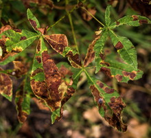 W sytuacji, gdy problemy pojawiają się co roku, jedynym lekiem może być - o ile to możliwe - przesadzenie drzewa. (zdj.: Adobe Stock)
