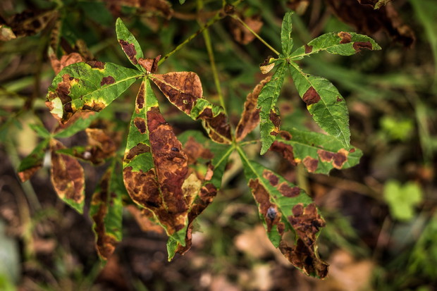 W sytuacji, gdy problemy pojawiają się co roku, jedynym lekiem może być - o ile to możliwe - przesadzenie drzewa. (zdj.: Adobe Stock)