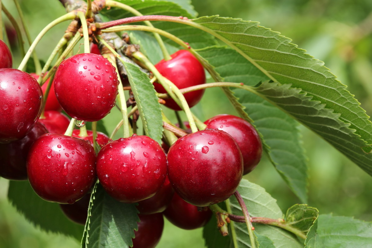 Ważnym czynnikiem przy rozwoju nasionnicy jest pogoda. Szkodnikom sprzyja słoneczna pogoda i wysoka wiosenna temperatura. (zdj.: Adobe Stock)