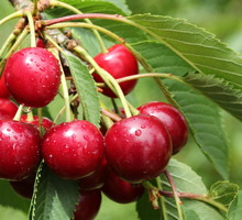 Ważnym czynnikiem przy rozwoju nasionnicy jest pogoda. Szkodnikom sprzyja słoneczna pogoda i wysoka wiosenna temperatura. (zdj.: Adobe Stock)