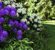 Wczesne odmiany azalii i różaneczników przy sprzyjających warunkach mogą rozpocząć kwitnienie nawet na przełomie marca i kwietnia. (zdj.: Adobe Stock)