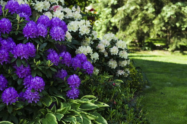 Wczesne odmiany azalii i różaneczników przy sprzyjających warunkach mogą rozpocząć kwitnienie nawet na przełomie marca i kwietnia. (zdj.: Adobe Stock)