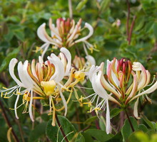 Wiciokrzew (lonicera) zachwyca nie tylko nieszablonową urodą. Wielkim atutem pnącza jest również słodki, mocny zapach. (zdj.: Adobe Stock)