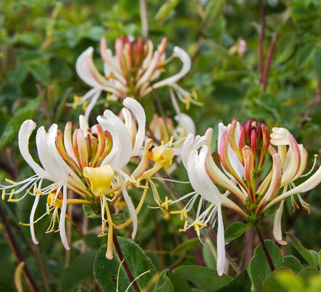 Wiciokrzew (lonicera) zachwyca nie tylko nieszablonową urodą. Wielkim atutem pnącza jest również słodki, mocny zapach. (zdj.: Adobe Stock)