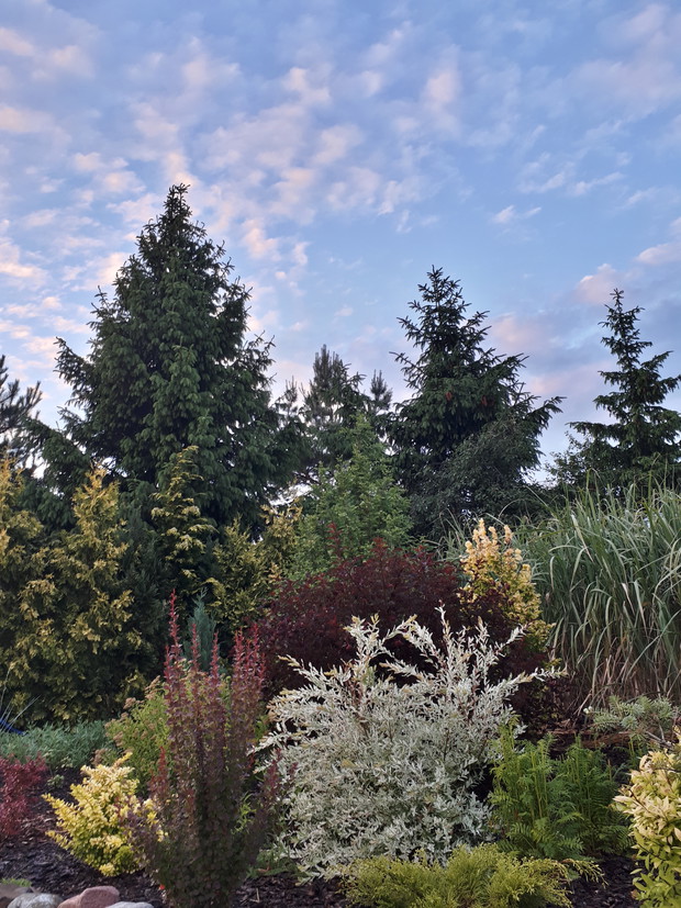 Wieczorem, malownicze niebo w najmłodszej części ogrodu.