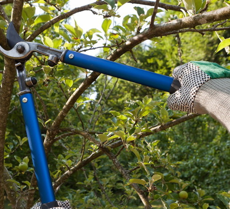 Wiele z opisanych zabiegów łatwiej wykonuje się, gdy drzewo nie osiągnęło jeszcze dojrzałych rozmiarów. (zdj.: Adobe Stock)