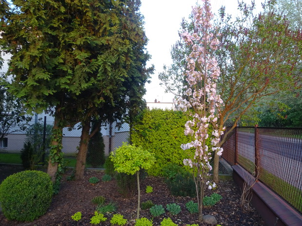 Wiśnia piłkowana kolumnowa.