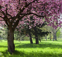 Wiśnia piłkowana (prunus serrulata) słynie z efektownej fazy kwitnienia, podczas której drzewo zapewni nie tylko cień, ale i niepowtarzalne widoki oraz upajający zapach. (zdj.: Adobe Stock)