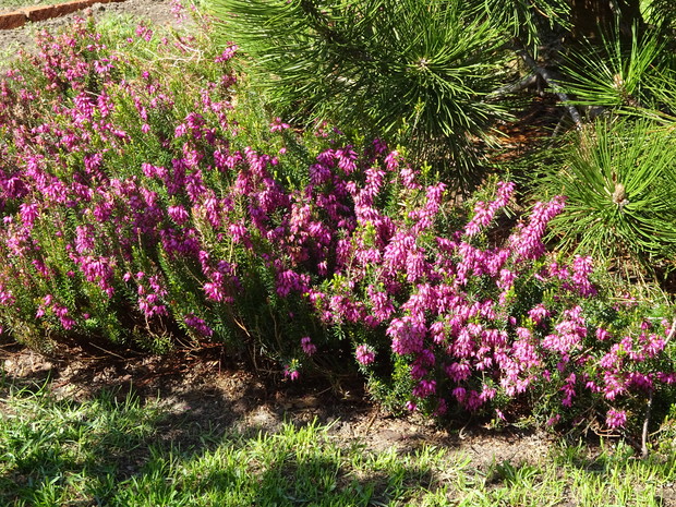 Wrzośćce pod sosną.