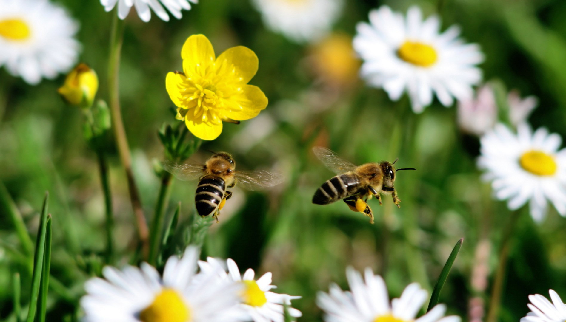 Wspomniane owady są pożyteczne dla naszych roślin, w obliczu zagrożenia mogą stać się jednak agresywne i zaatakować. (zdj.: Adobe Stock)