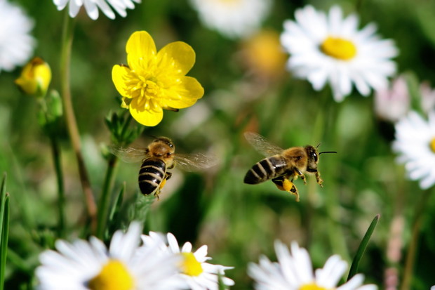 Wspomniane owady są pożyteczne dla naszych roślin, w obliczu zagrożenia mogą stać się jednak agresywne i zaatakować. (zdj.: Adobe Stock)