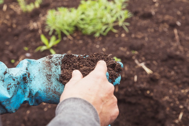 Wyjałowiona gleba to problem, którego nie należy lekceważyć. Stosując substrat, wzbogacimy ją o potrzebne roślinom składniki odżywcze. (zdj.: Adobe Stock)
