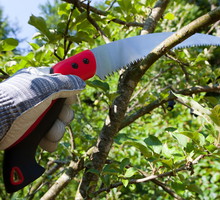 Wykonując cięcie letnie, osiągniemy bujniejsze kwitnienie i obfitsze owocowanie, kosztem wzrostu wegetatywnego (zdj.: Adobe Stock)