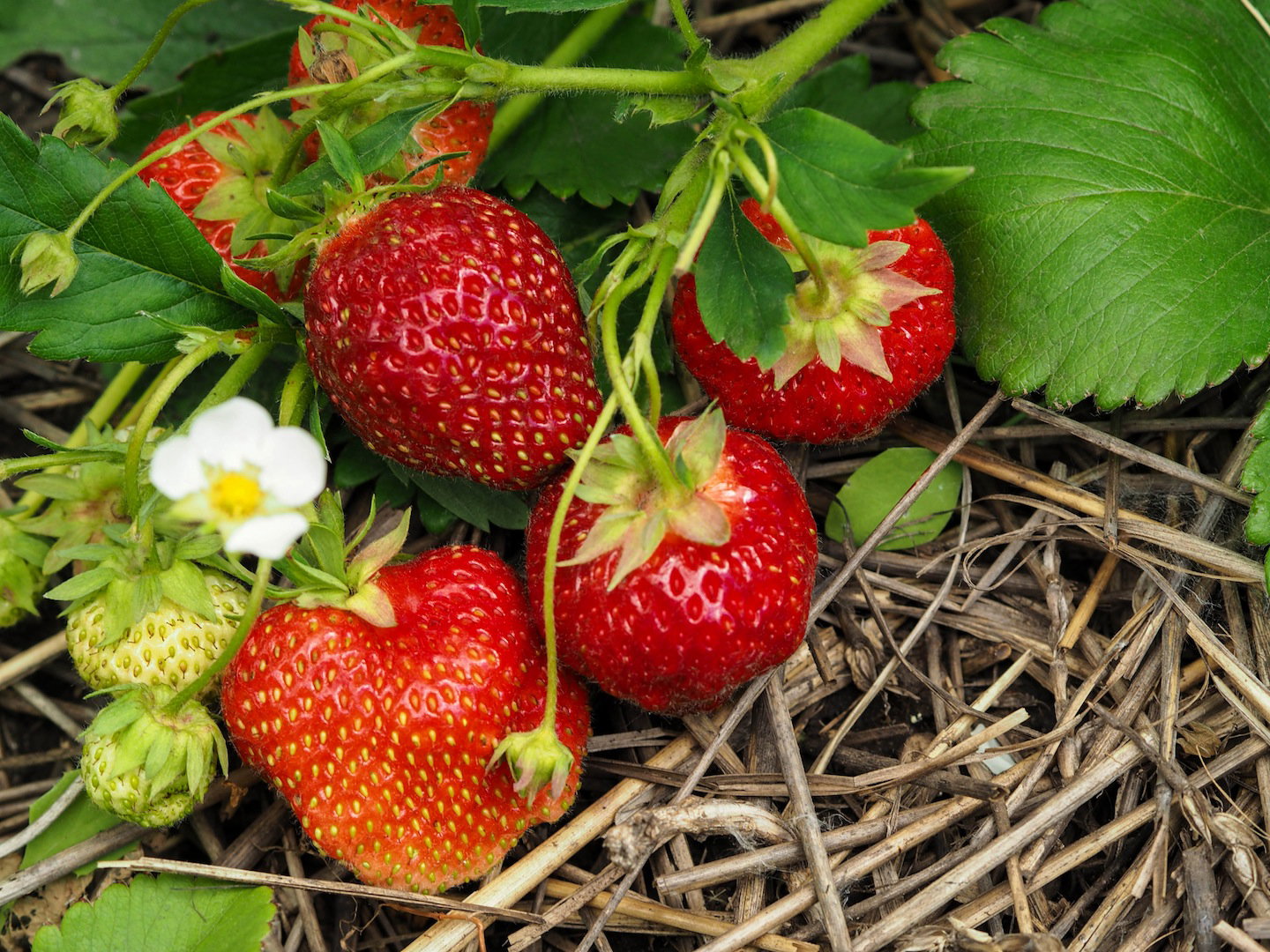 Wyściełanie podłoża truskawek słomą pomaga zapobiec rozprzestrzenianiu się choroby. Dzięki wyściółce, zebrane owoce nie są również ubrudzone glebą. (zdj.: Adobe Stock)