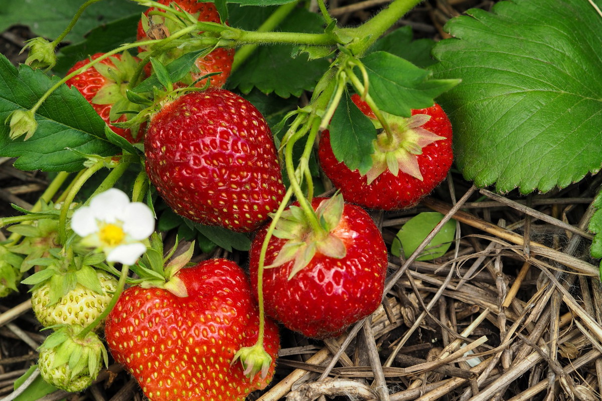 Wyściełanie podłoża truskawek słomą pomaga zapobiec rozprzestrzenianiu się choroby. Dzięki wyściółce, zebrane owoce nie są również ubrudzone glebą. (zdj.: Adobe Stock)