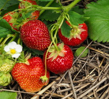 Wyściełanie podłoża truskawek słomą pomaga zapobiec rozprzestrzenianiu się choroby. Dzięki wyściółce, zebrane owoce nie są również ubrudzone glebą. (zdj.: Adobe Stock)