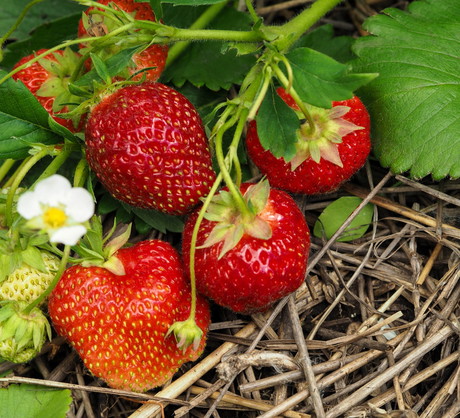 Wyściełanie podłoża truskawek słomą pomaga zapobiec rozprzestrzenianiu się choroby. Dzięki wyściółce, zebrane owoce nie są również ubrudzone glebą. (zdj.: Adobe Stock)
