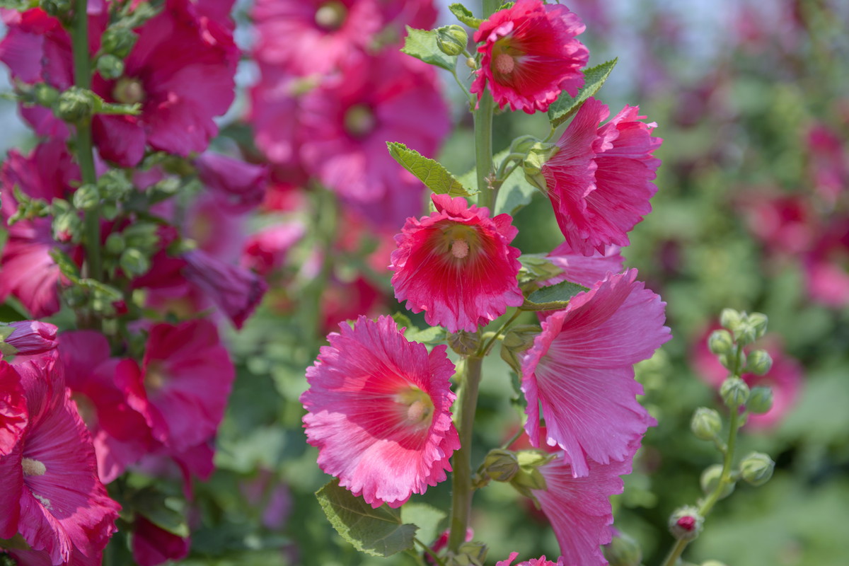 Wywodzące się z rodziny ślazowatych malwy wysiewamy na przełomie czerwca i lipca, sadzonki przenosimy do gruntu po wykształceniu 2-3 listków. (zdj.: Adobe Stock)