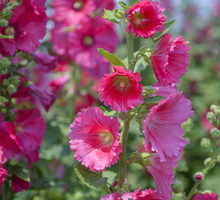 Wywodzące się z rodziny ślazowatych malwy wysiewamy na przełomie czerwca i lipca, sadzonki przenosimy do gruntu po wykształceniu 2-3 listków. (zdj.: Adobe Stock)