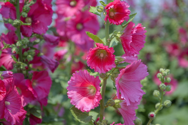 Wywodzące się z rodziny ślazowatych malwy wysiewamy na przełomie czerwca i lipca, sadzonki przenosimy do gruntu po wykształceniu 2-3 listków. (zdj.: Adobe Stock)