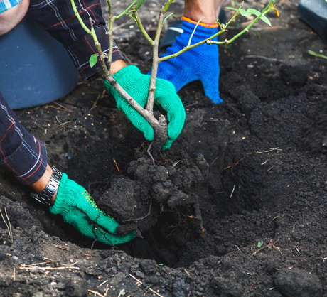 Wzbogacając glebę nawozami unikniemy ostatecznego rozwiązania - przeniesienia rośliny na nowe stanowisko. (zdj.: Adobe Stock)