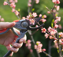 Z cięcie pędów poczekać możemy nawet do momentu, gdy te zaczną wypuszczać kwiaty. Wczesne cięcie wzmaga niebezpieczeństwo zimowego porażenia chorobami spowodowanymi przez przemrożenie roślin. (zdj.: Adobe Stock)