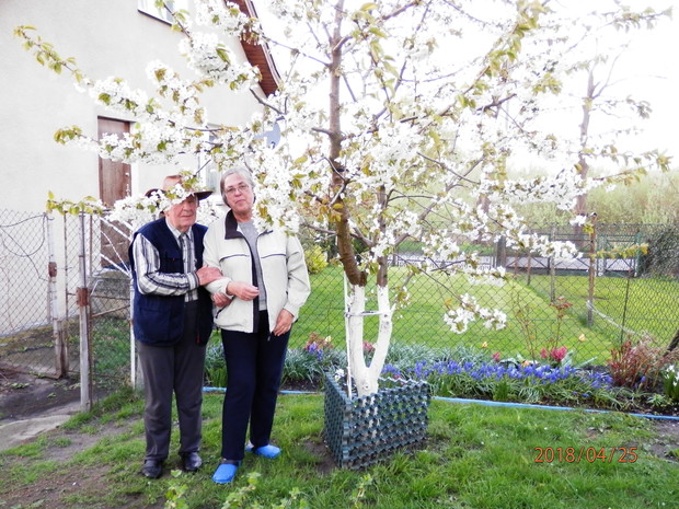 z małą czereśnią 