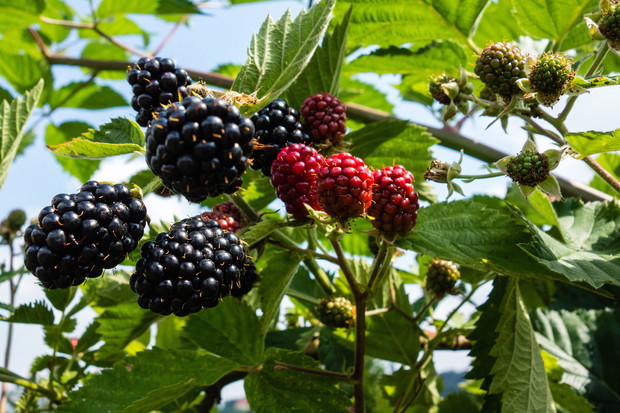 Za cięcie jeżyn warto zabrać się nie tylko latem. Wiosną, zalecamy wykonanie cięcie przerzedzającego, podczas którego pozostawiamy tylko kilka pędów jednorocznych. (zdj.: Adobe Stock)