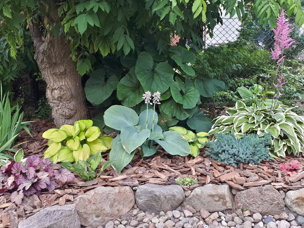 Zakątek półcienisty, jeden z niewielu póki co w Naszym ogrodzie.