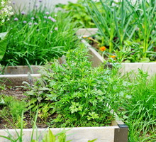 Zbudowanie wzniesionej grządki nie jest specjalnie skomplikowane czy czasochłonne, a pozwala na łatwiejsze i bardziej efektywne hodowanie ulubionych warzyw czy ziół. (zdj.: Adobe Stock)