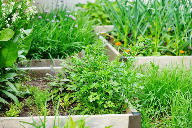 Zbudowanie wzniesionej grządki nie jest specjalnie skomplikowane czy czasochłonne, a pozwala na łatwiejsze i bardziej efektywne hodowanie ulubionych warzyw czy ziół. (zdj.: Adobe Stock)
