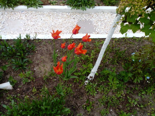 Zeszłoroczne tulipany