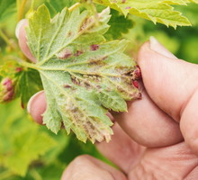 Zwalczanie mszyc jest obowiązkowe, jeśli zależy nam na ciągłym i naturalnym rozwoju rośliny. (zdj.: iStock)