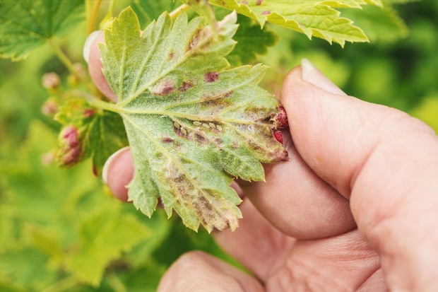 Zwalczanie mszyc jest obowiązkowe, jeśli zależy nam na ciągłym i naturalnym rozwoju rośliny. (zdj.: iStock)