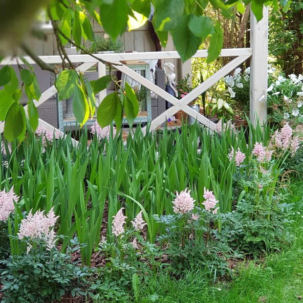 300 sztuk mieczyków otulonych opiekuńczymi tawułami czeka na lipcowe narodziny