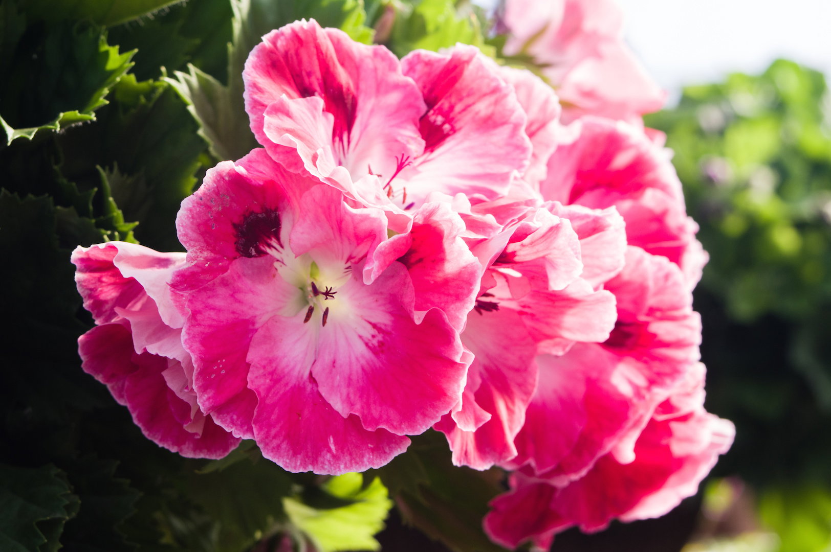 Baldach kwiatów pelargonii angielskiej w całej okazałości. (zdj.: Adobe Stock)